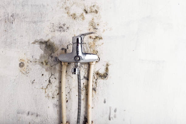 Best Basement Mold Remediation in Grandview, TX
