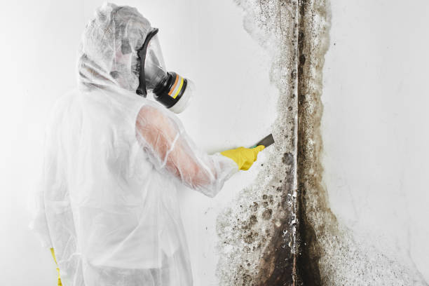 Reliable Grandview, TX Mold Remediation Solutions
