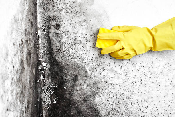 Best Residential Mold Remediation in Grandview, TX