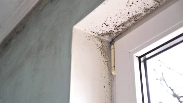 Best Health and Safety Mold Remediation in Grandview, TX