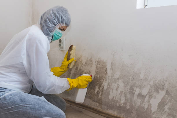 Best Emergency Mold Remediation in Grandview, TX