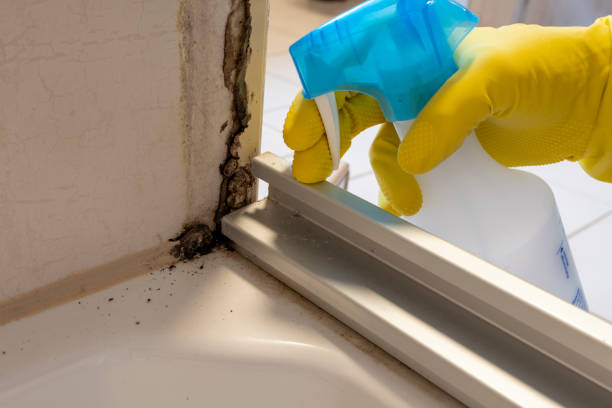 Best Localized Mold Remediation (e.g., coastal areas, humid climates) in Grandview, TX