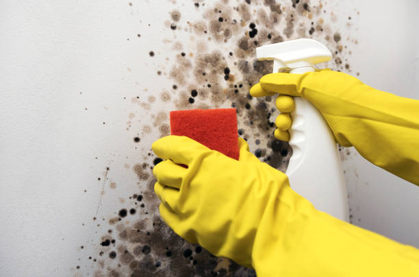 Best Bathroom Mold Remediation in Grandview, TX