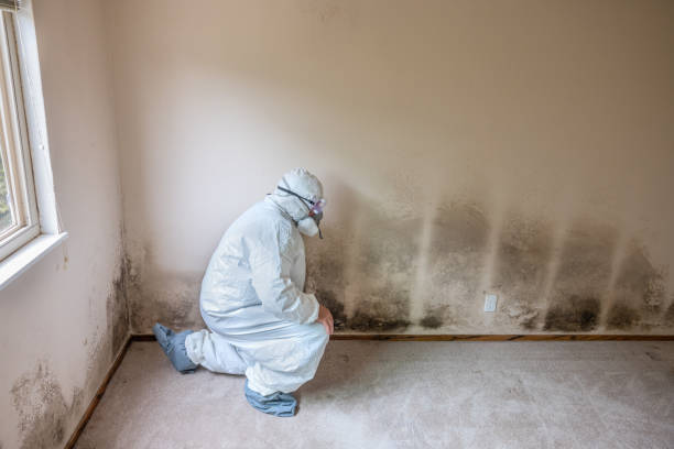 Best Bathroom Mold Remediation in Grandview, TX