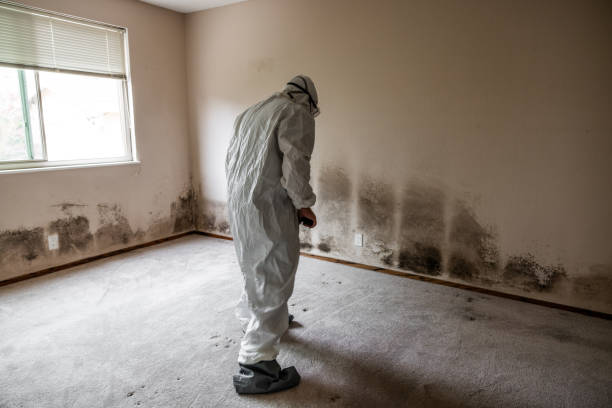 Best White Mold Remediation in Grandview, TX