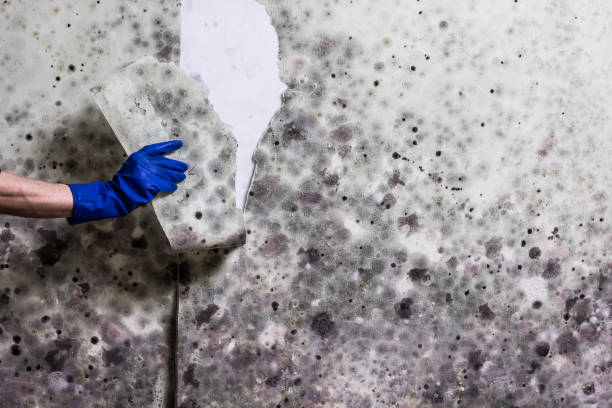 Best Black Mold Remediation in Grandview, TX